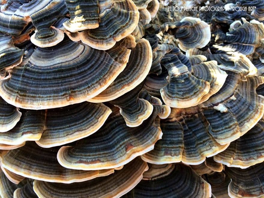 I Spend Hours Every Week Photographing This Small Beauties