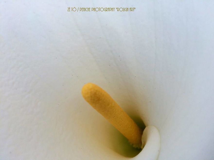 I Spend Hours Every Week Photographing This Small Beauties