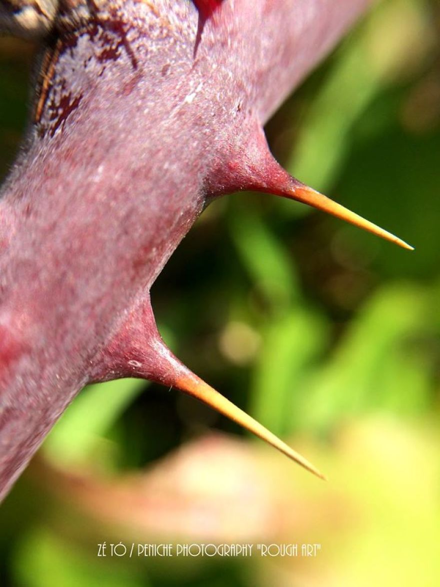 I Spend Hours Every Week Photographing This Small Beauties