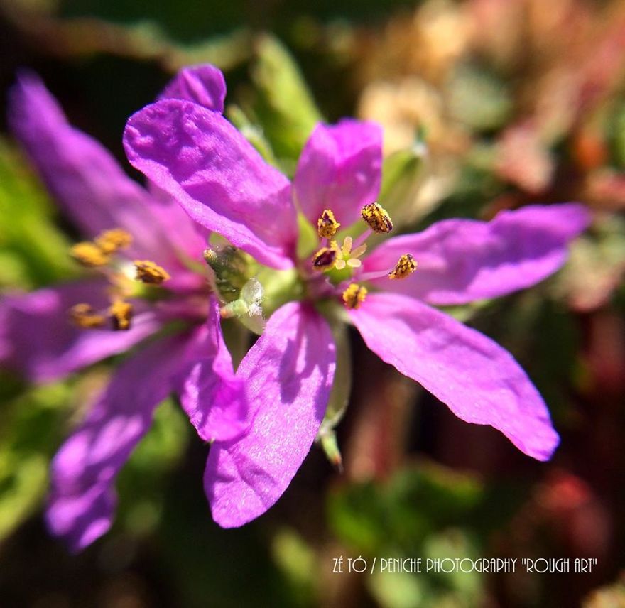 I Spend Hours Every Week Photographing This Small Beauties