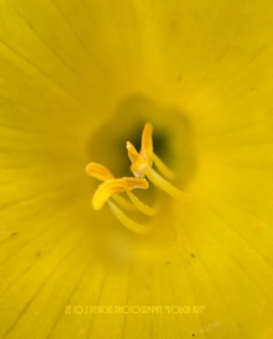 I Spend Hours Every Week Photographing This Small Beauties