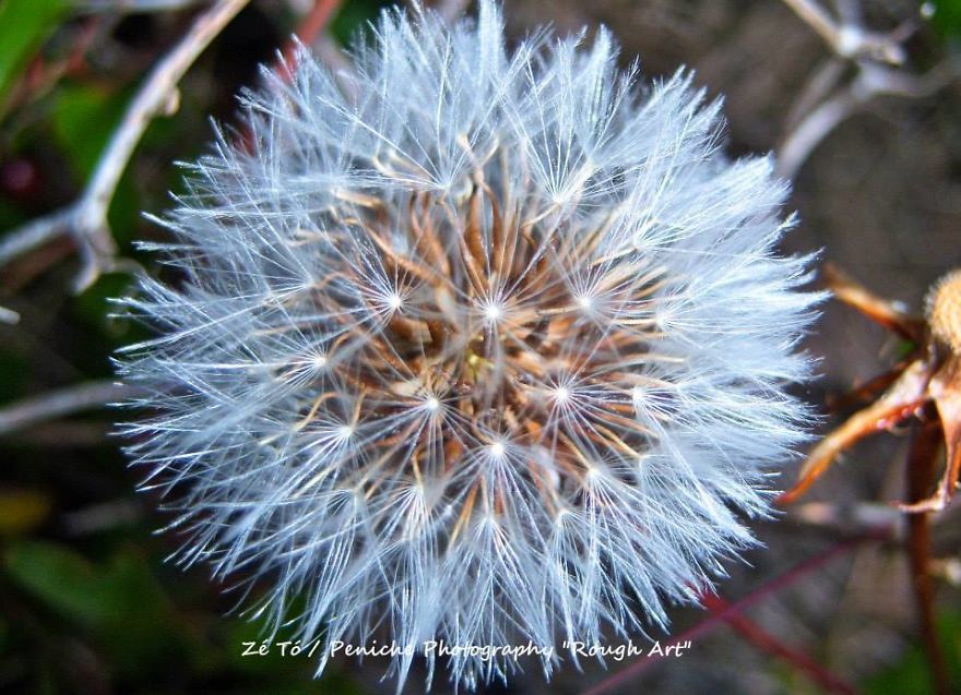 I Spend Hours Every Week Photographing This Small Beauties