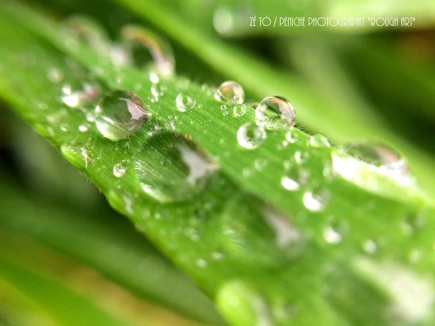 I Spend Hours Every Week Photographing This Small Beauties