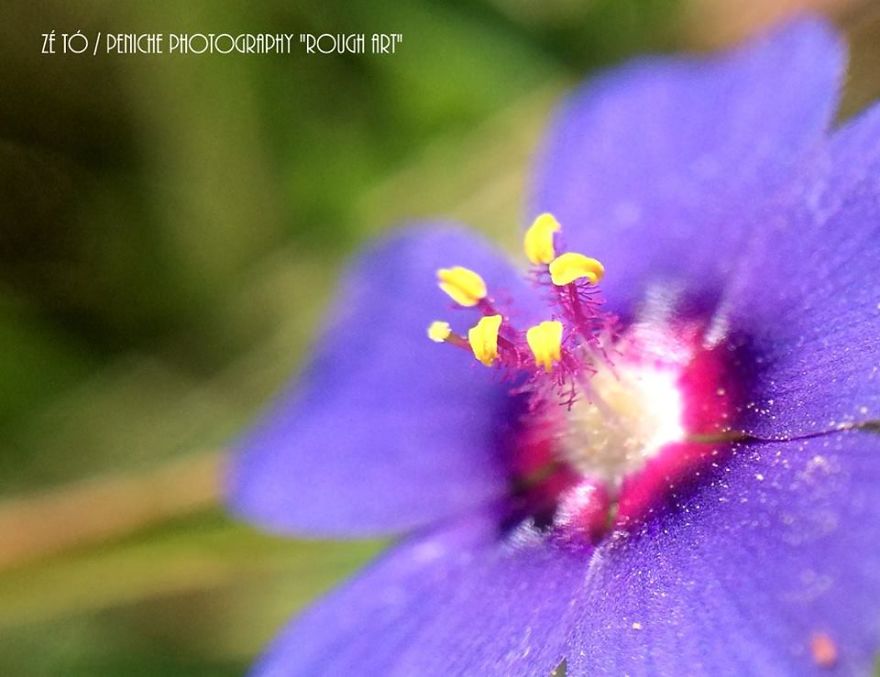 I Spend Hours Every Week Photographing This Small Beauties