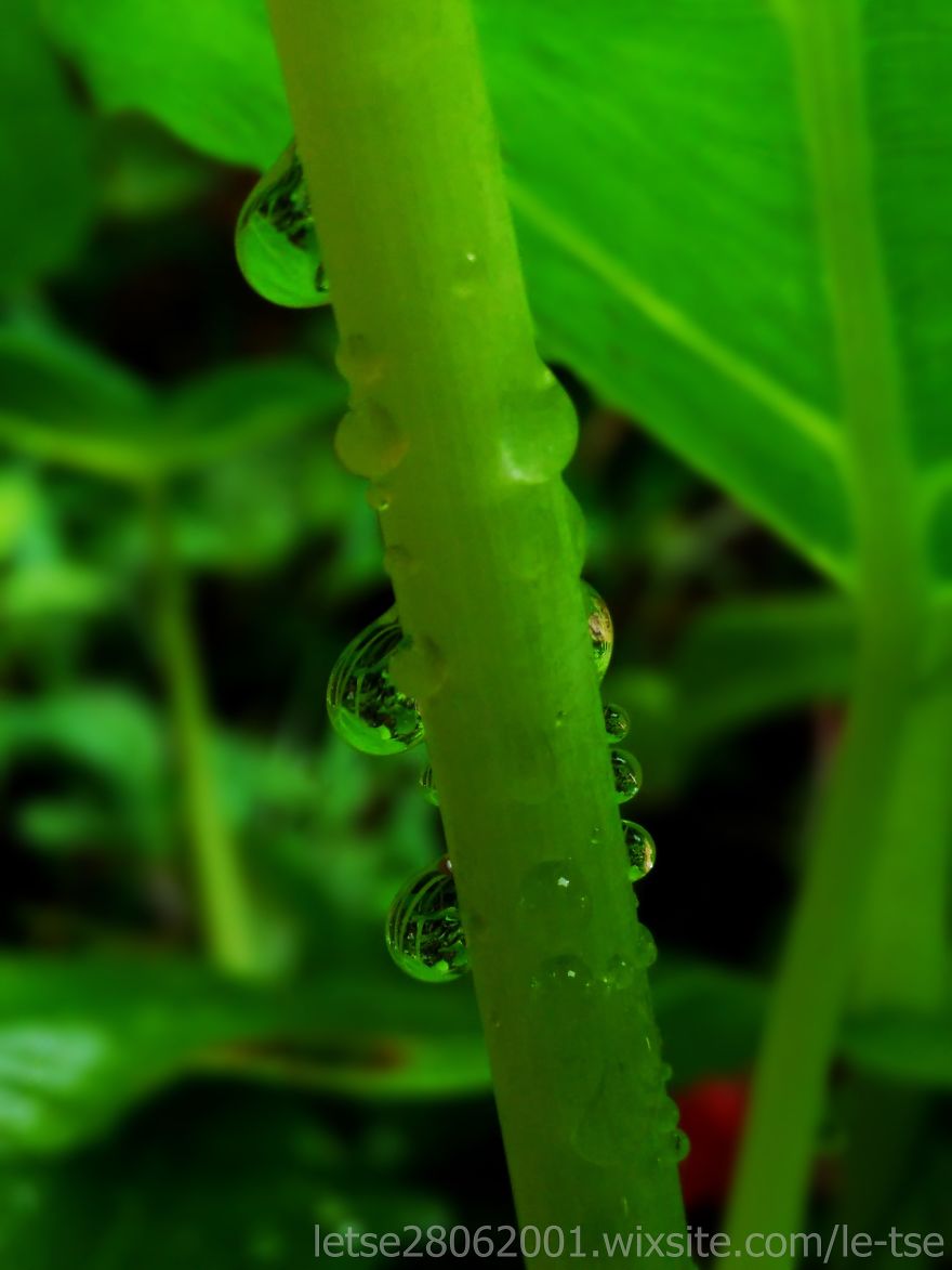 Drops Photos Taken By A Cheap Smartphone Drops Photos Taken By A Cheap Smartphone