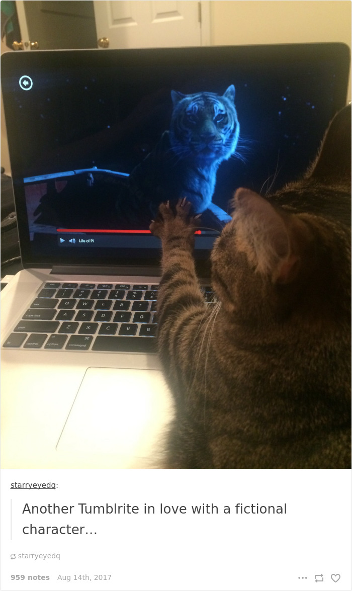 Funny-cat-pics-tumblr