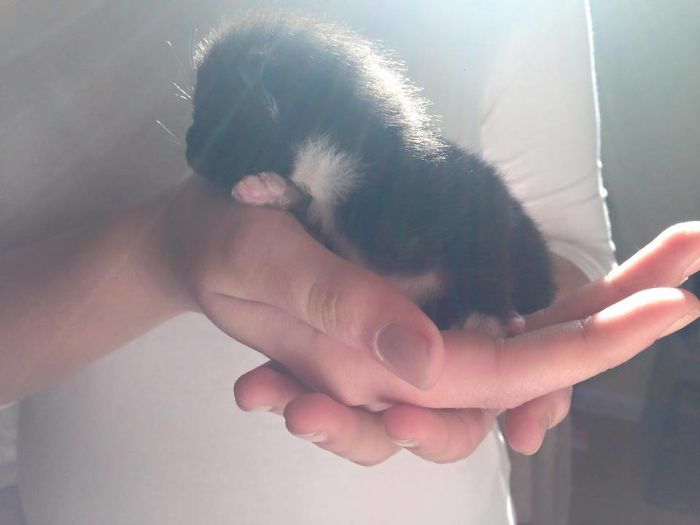 Boris Growing Up, One Week Old.