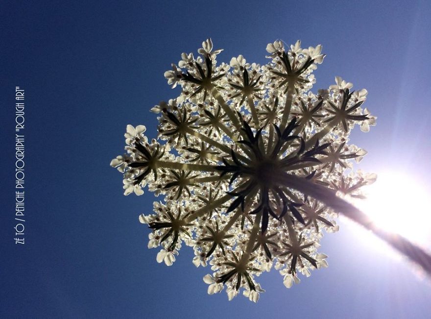 I Spend Hours Every Week Photographing This Small Beauties