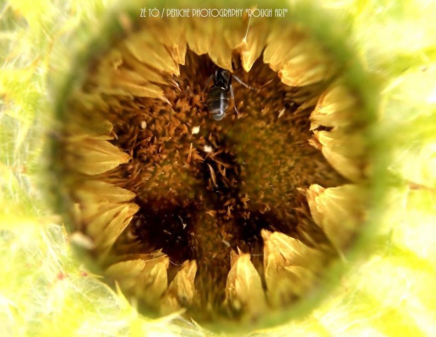 I Spend Hours Every Week Photographing This Small Beauties