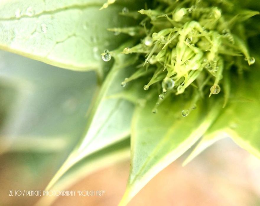 I Spend Hours Every Week Photographing This Small Beauties