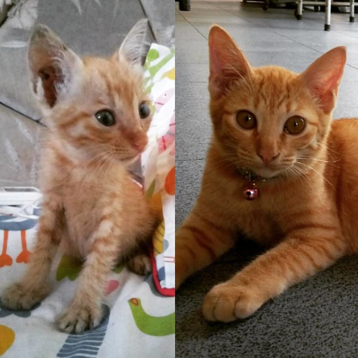 Found This Kitty Searched For Leftover At Some Wedding, Look At Her Right Meow!