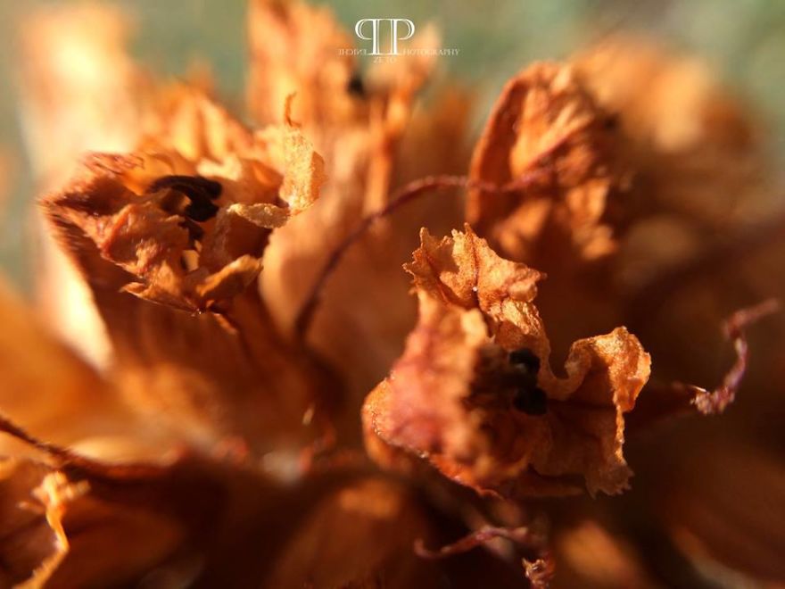 I Spend Hours Every Week Photographing This Small Beauties