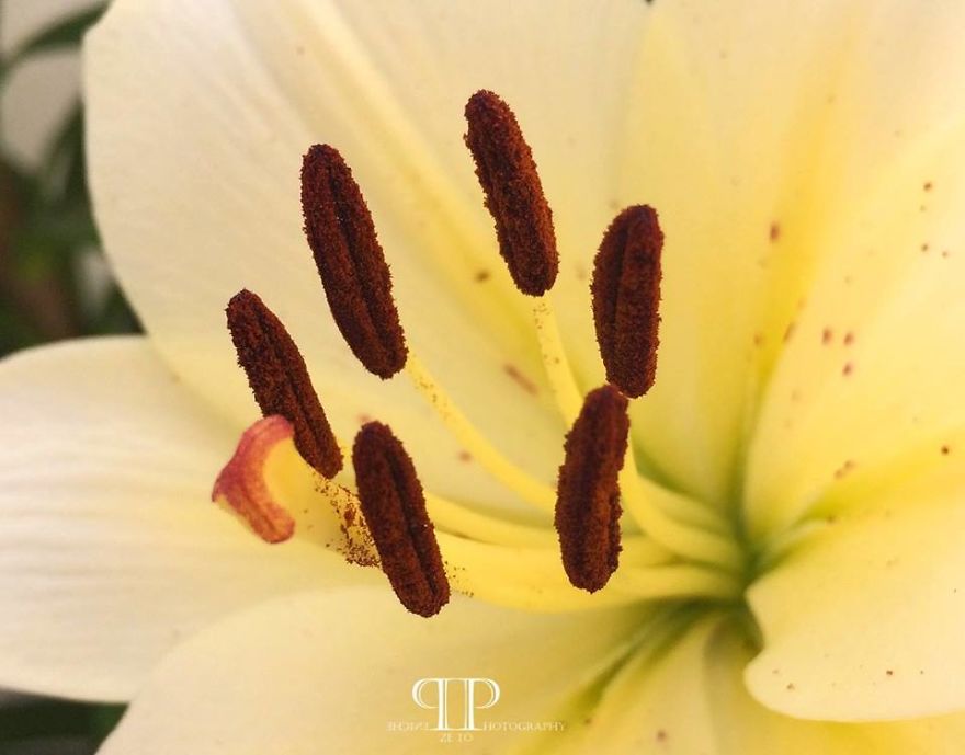 I Spend Hours Every Week Photographing This Small Beauties