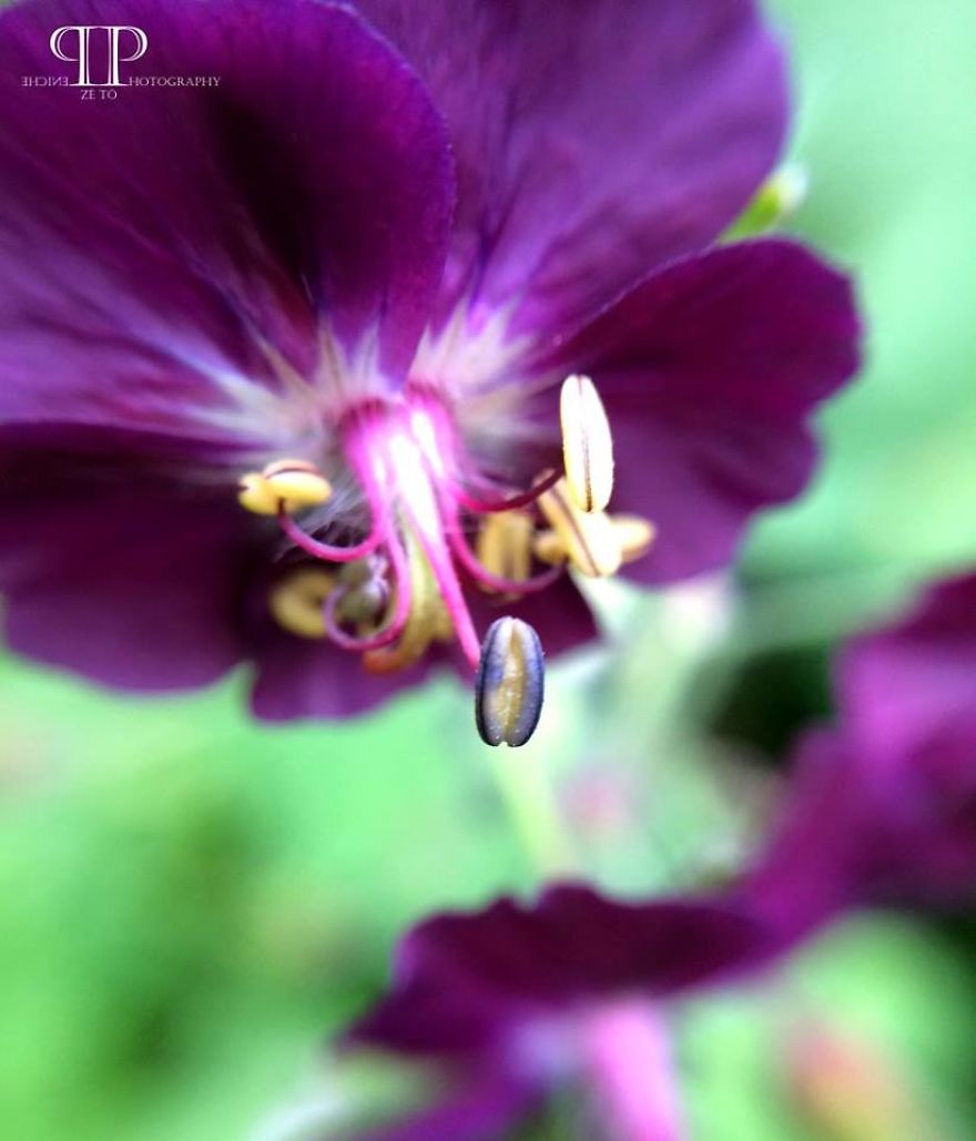 I Spend Hours Every Week Photographing This Small Beauties