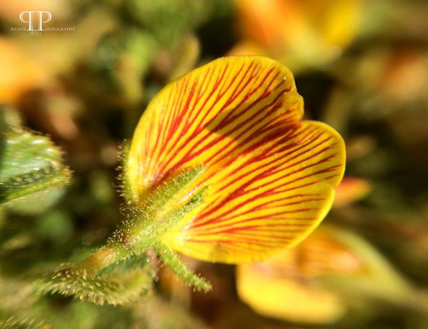 I Spend Hours Every Week Photographing This Small Beauties