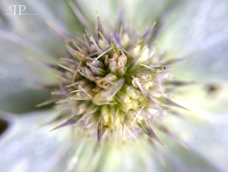 I Spend Hours Every Week Photographing This Small Beauties