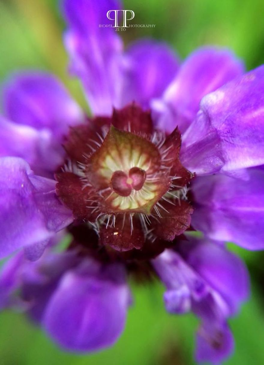 I Spend Hours Every Week Photographing This Small Beauties