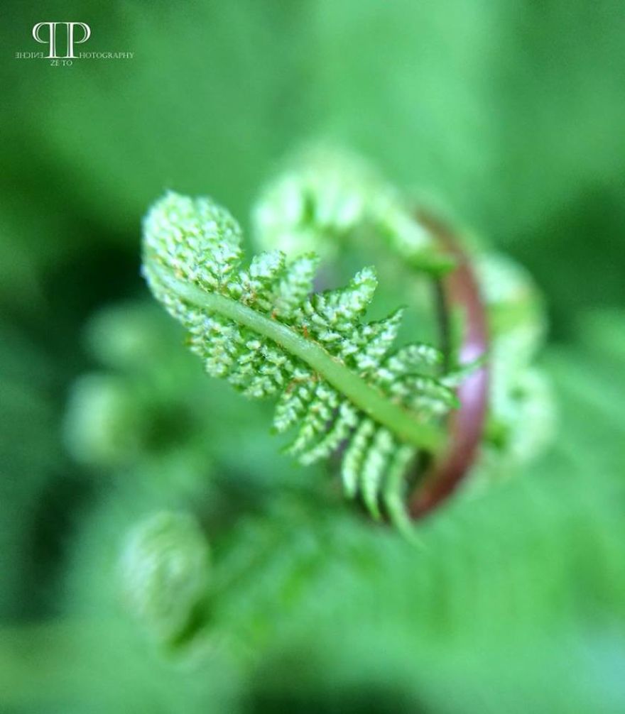 I Spend Hours Every Week Photographing This Small Beauties