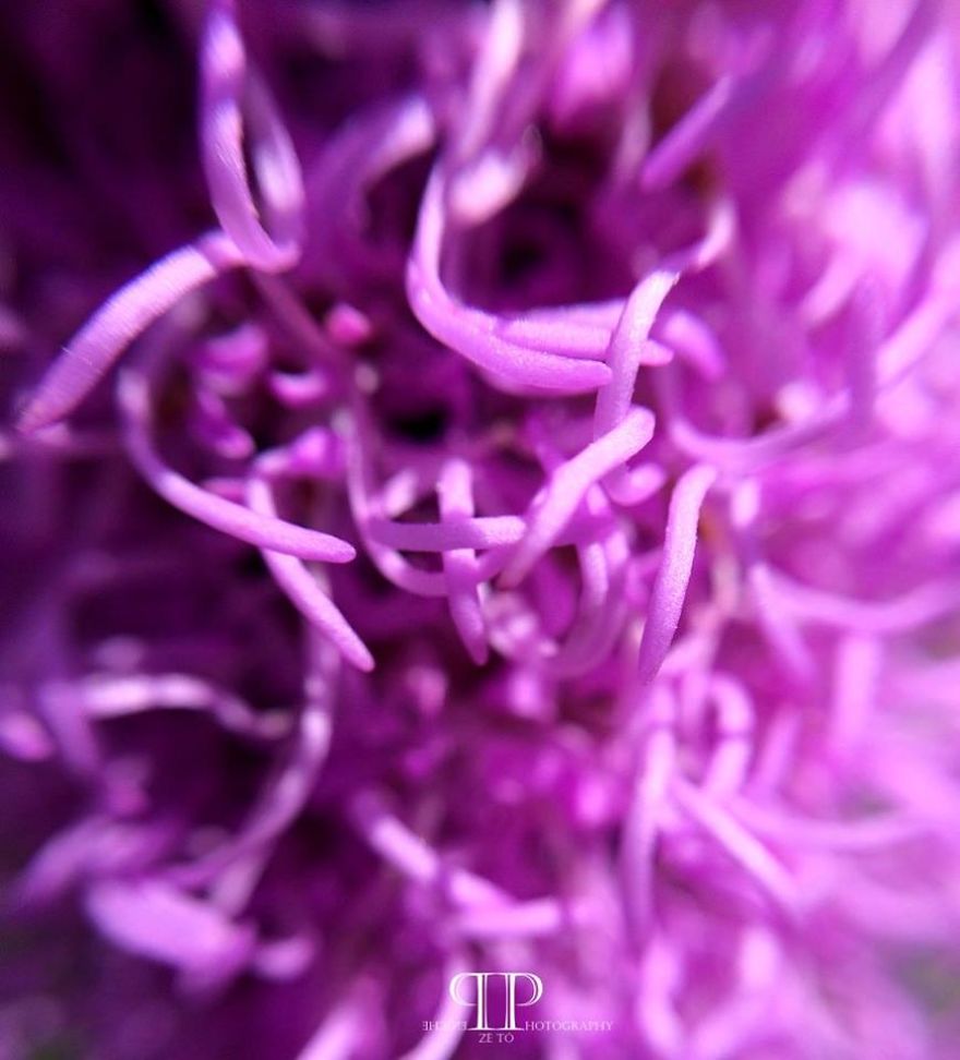 I Spend Hours Every Week Photographing This Small Beauties