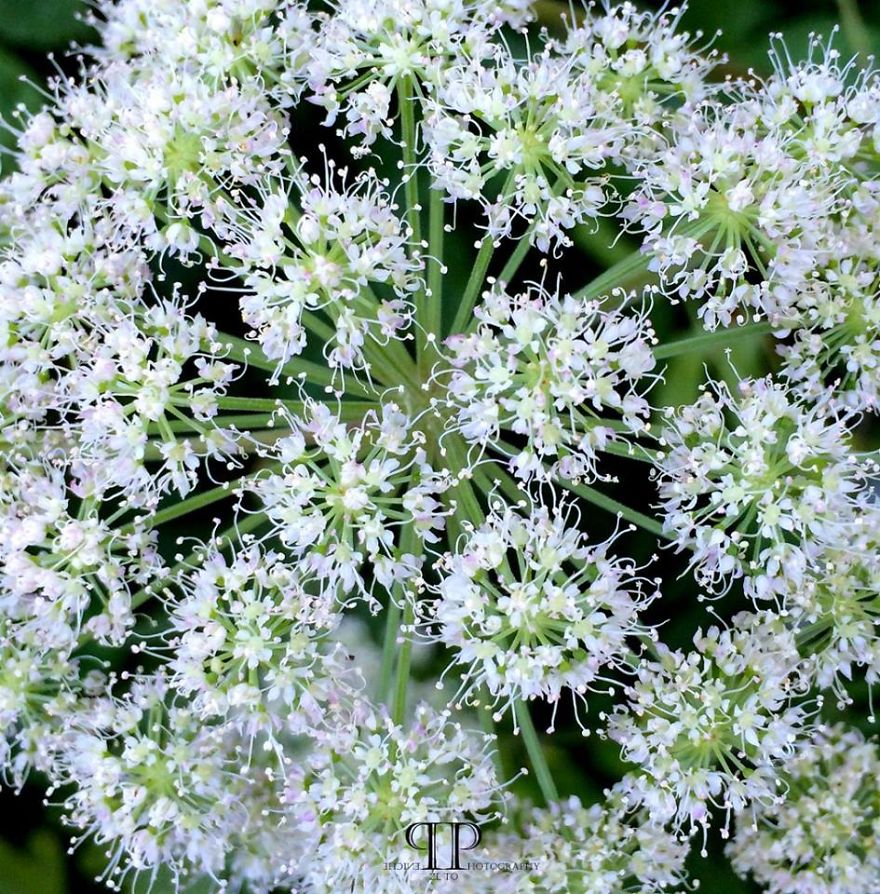 I Spend Hours Every Week Photographing This Small Beauties