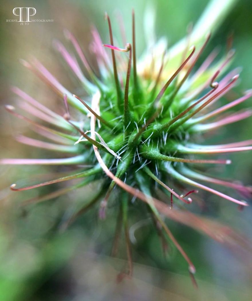 I Spend Hours Every Week Photographing This Small Beauties