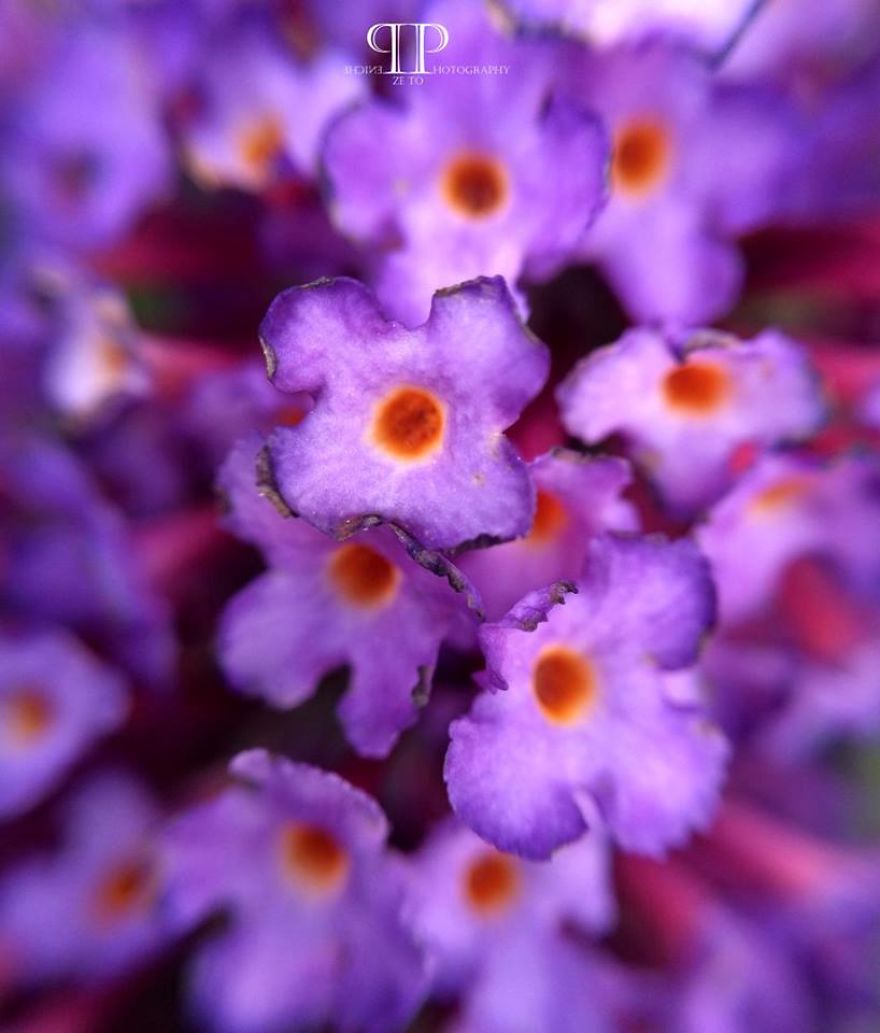 I Spend Hours Every Week Photographing This Small Beauties