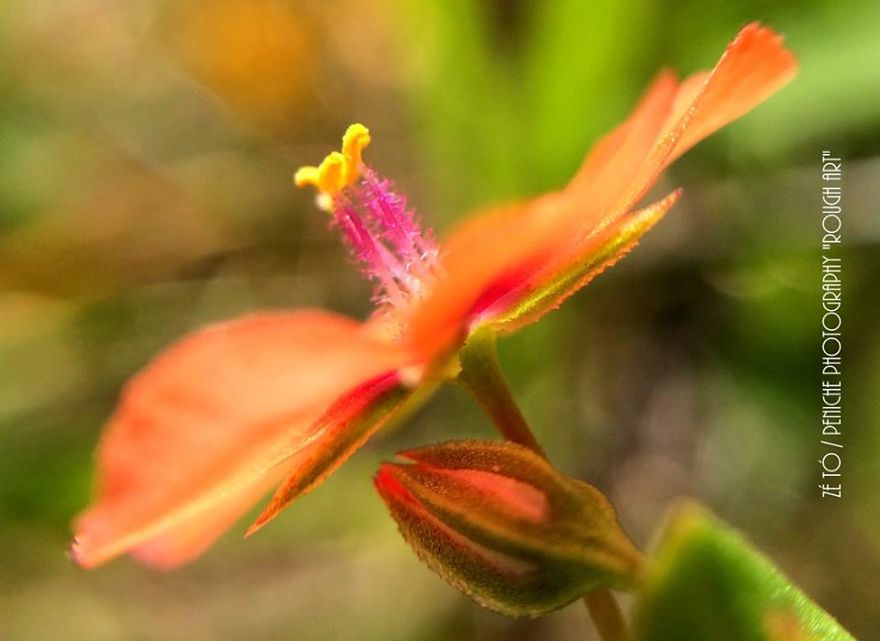 I Spend Hours Every Week Photographing This Small Beauties