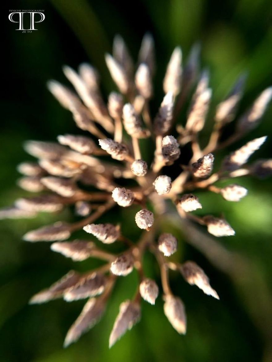 I Spend Hours Every Week Photographing This Small Beauties