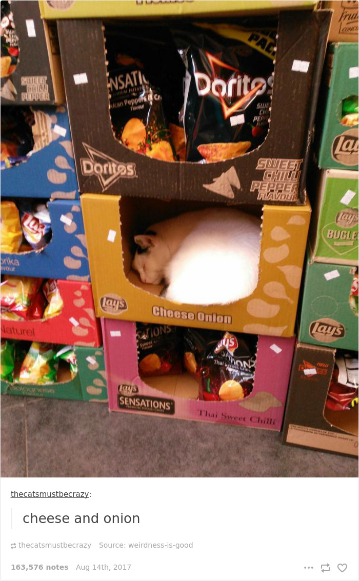 Funny-cat-pics-tumblr