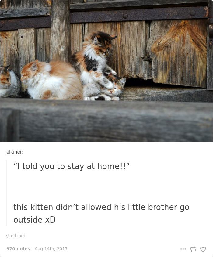 Funny-cat-pics-tumblr