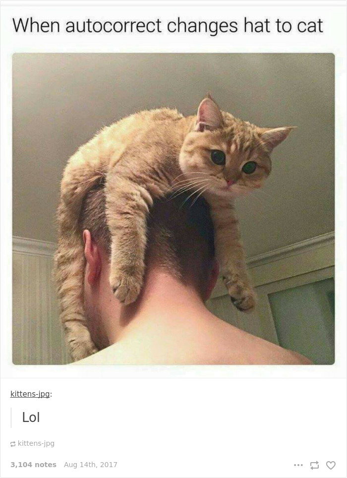 Funny-cat-pics-tumblr