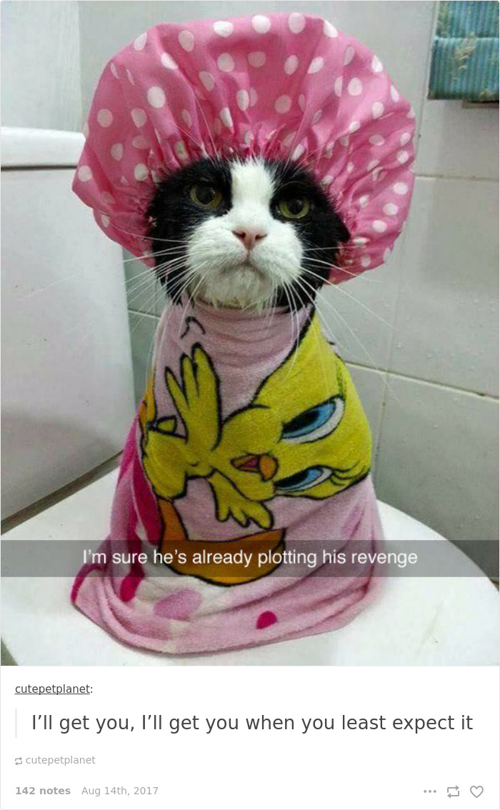 Funny-cat-pics-tumblr