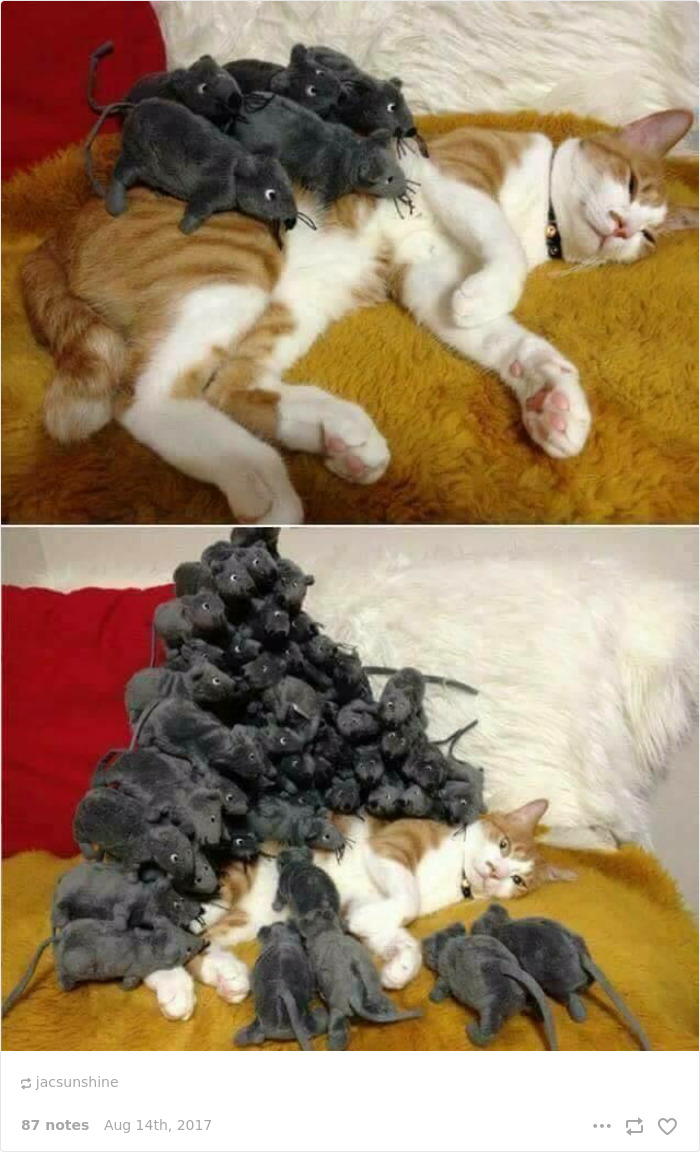 Funny-cat-pics-tumblr