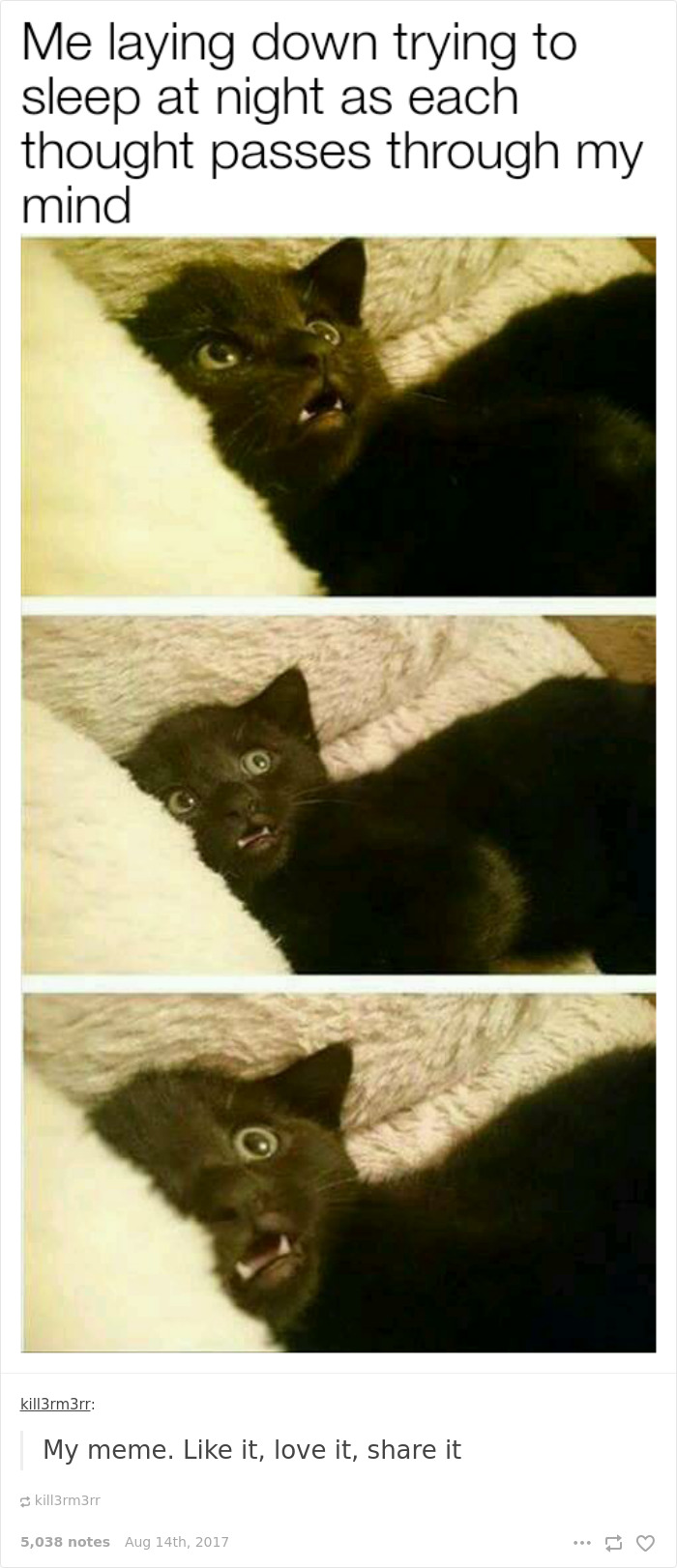 Funny-cat-pics-tumblr