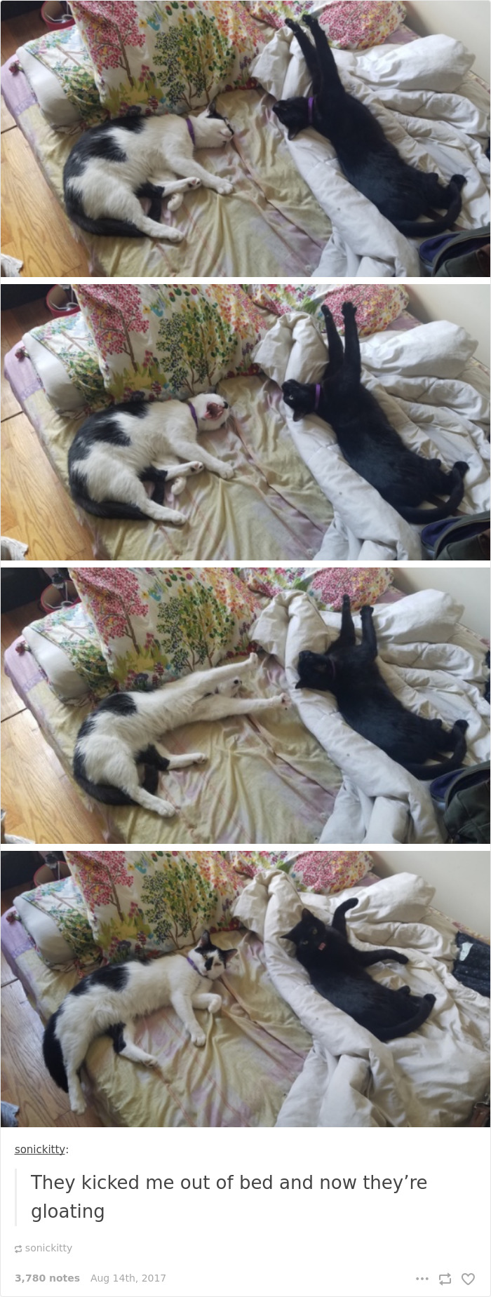 Funny-cat-pics-tumblr