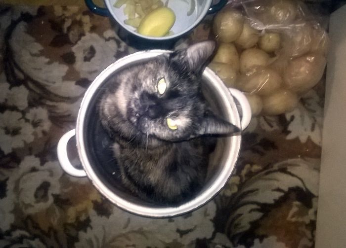 Princess Zelda... Is A Potatoe