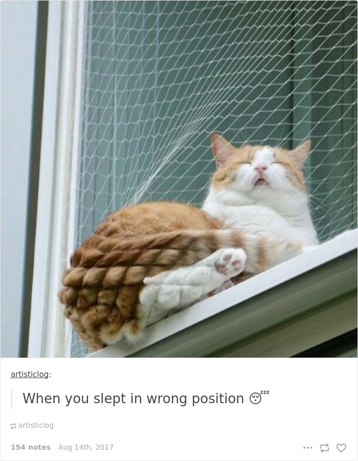 Funny-cat-pics-tumblr