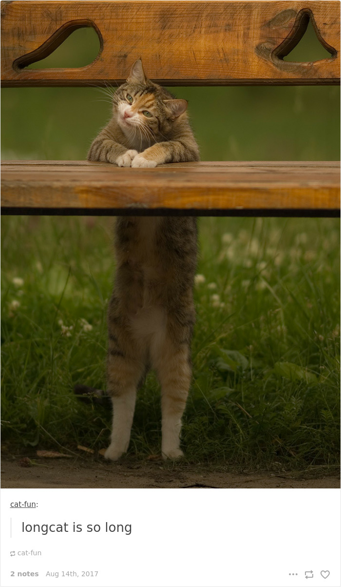 Funny-cat-pics-tumblr