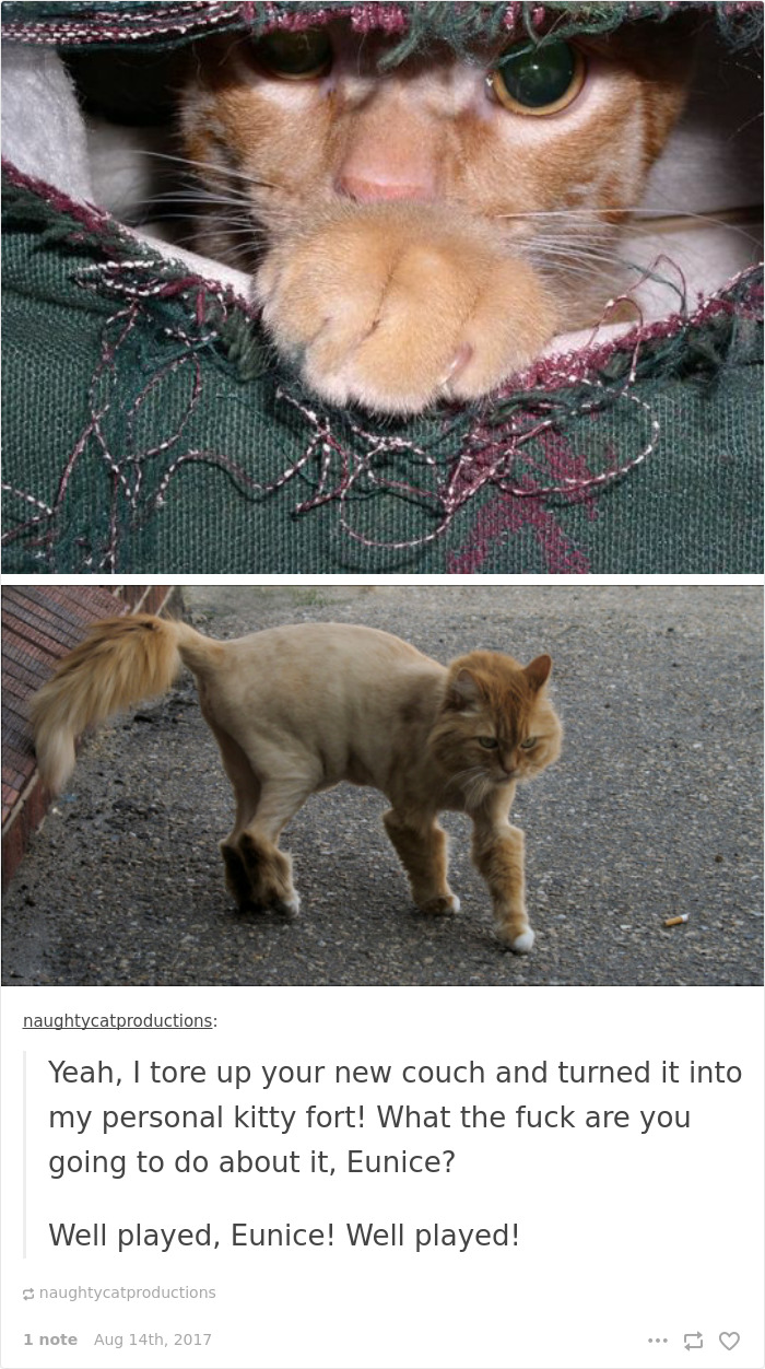 Funny-cat-pics-tumblr