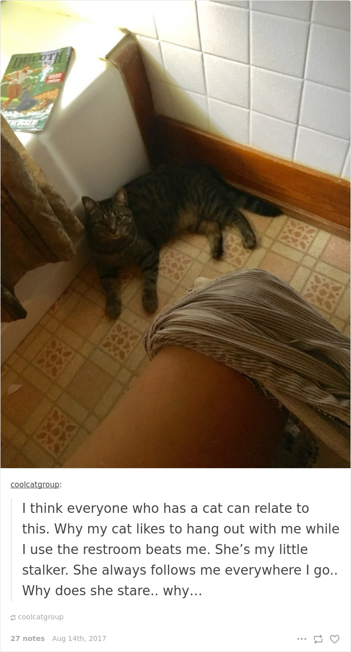Funny-cat-pics-tumblr