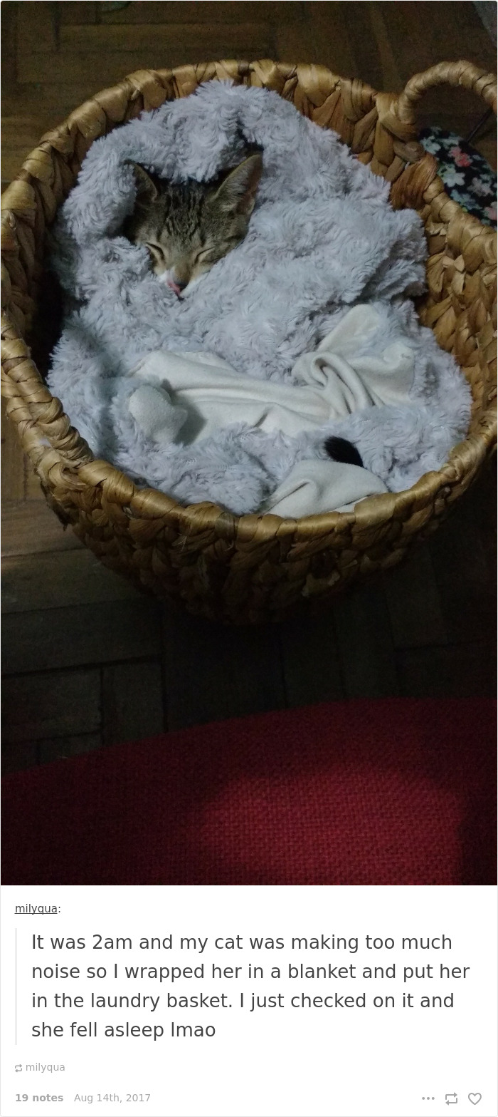 Funny-cat-pics-tumblr