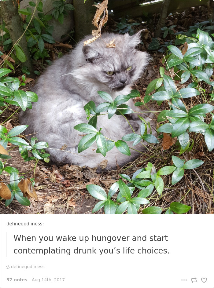 Funny-cat-pics-tumblr