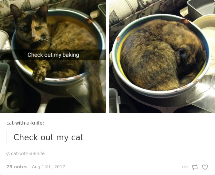 Funny-cat-pics-tumblr