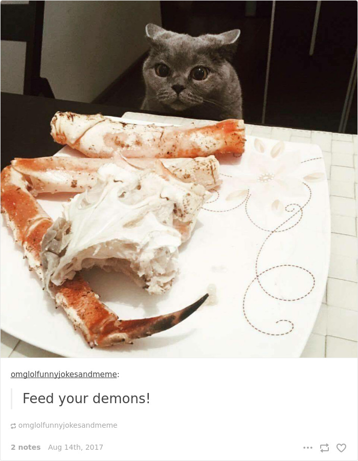 Funny-cat-pics-tumblr