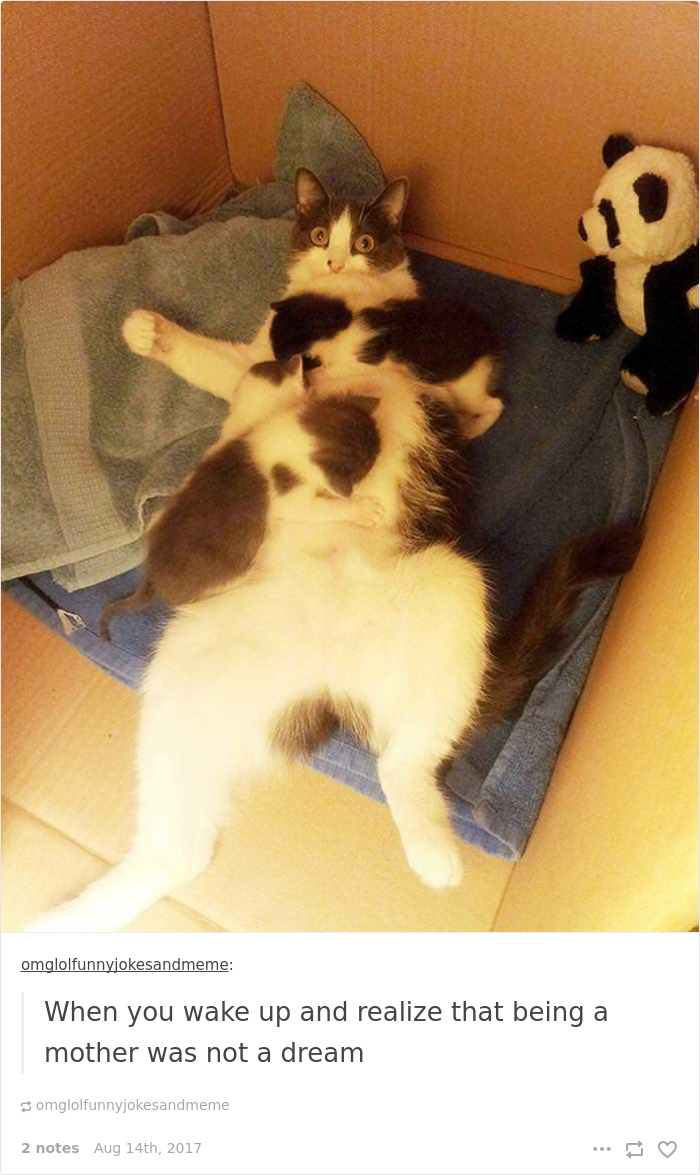 Funny-cat-pics-tumblr