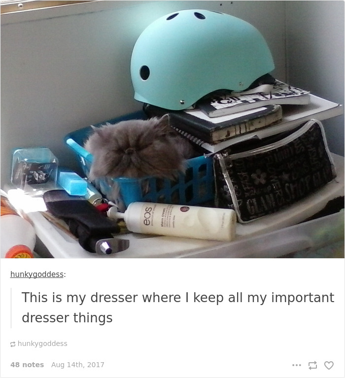 Funny-cat-pics-tumblr