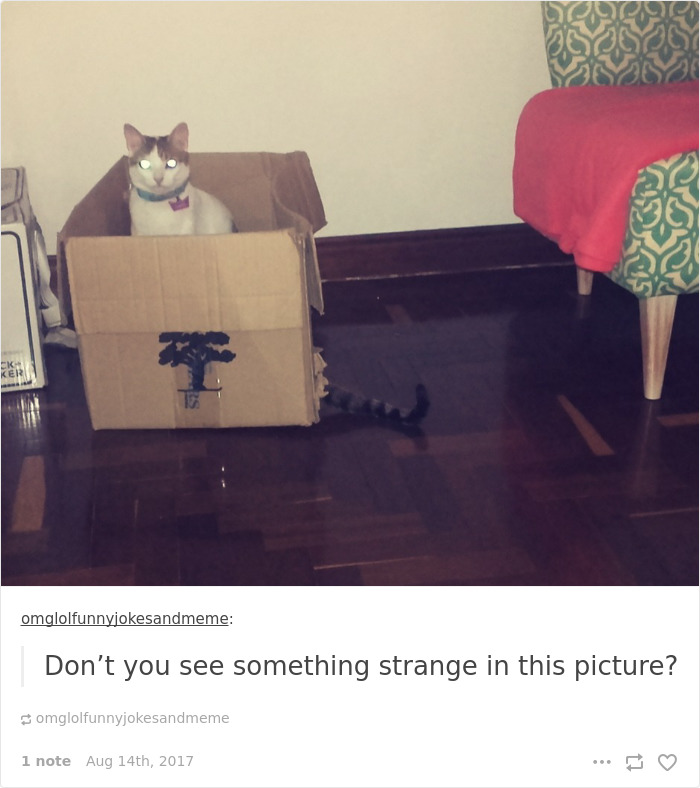 Funny-cat-pics-tumblr