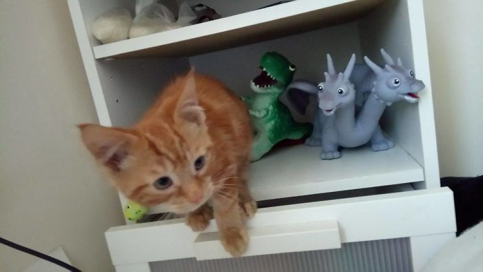 I Is Dinosaur, Hear Me Rawr!