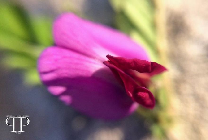 I Spend Hours Every Week Photographing This Small Beauties