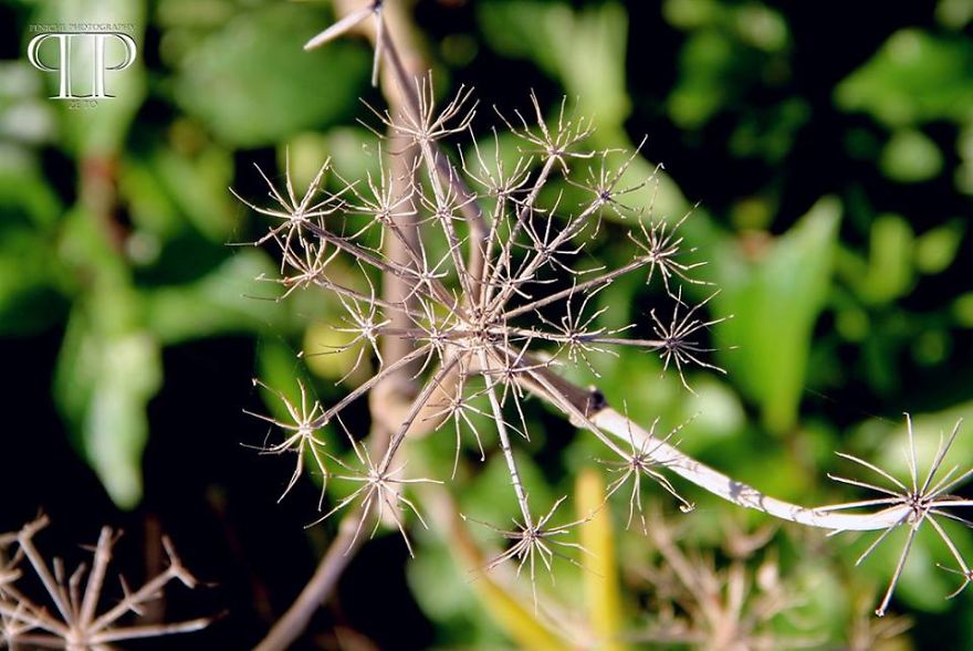 I Spend Hours Every Week Photographing This Small Beauties